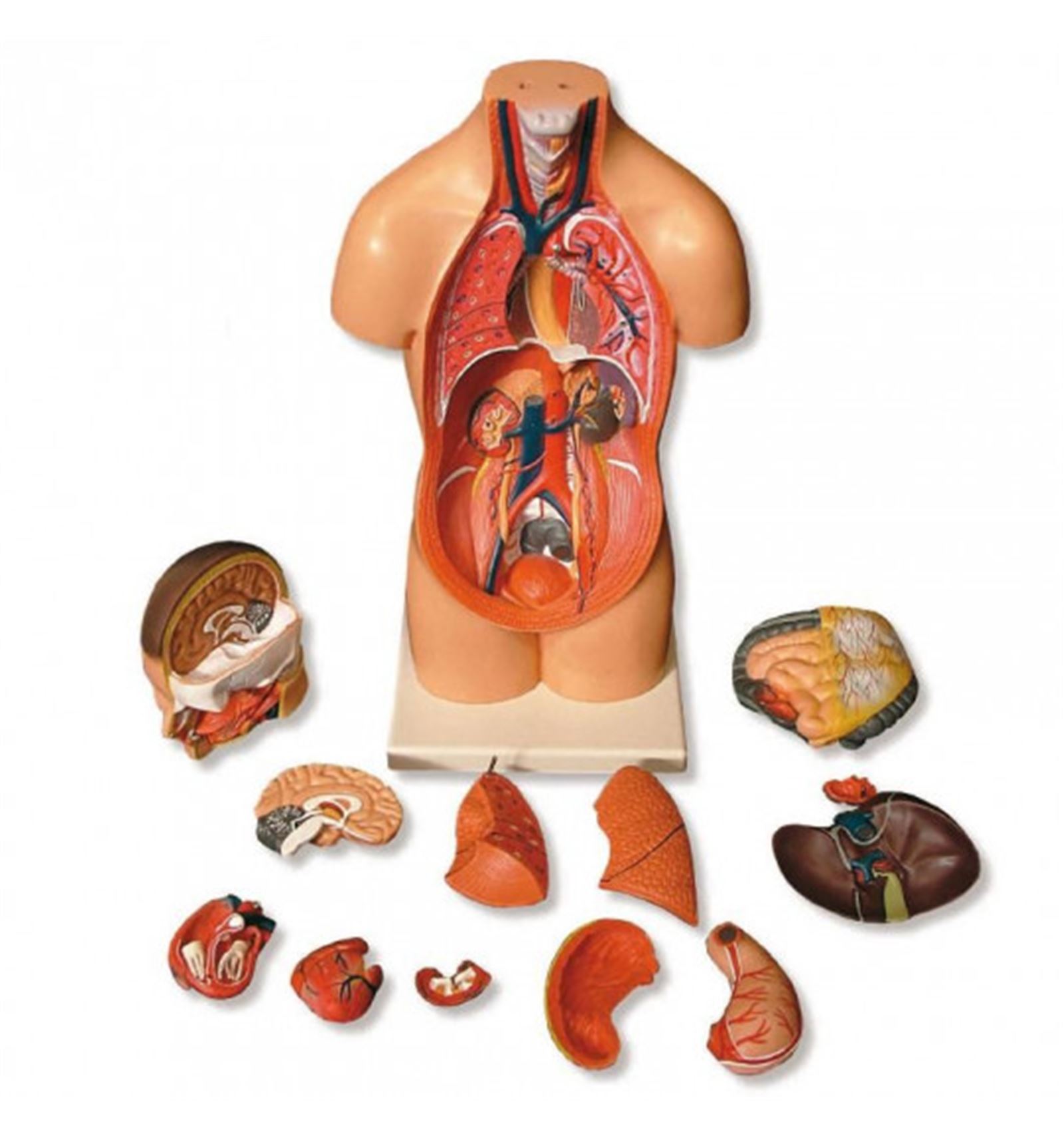 TORSO HUMANO DE 49X22X20CM